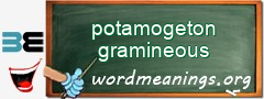 WordMeaning blackboard for potamogeton gramineous